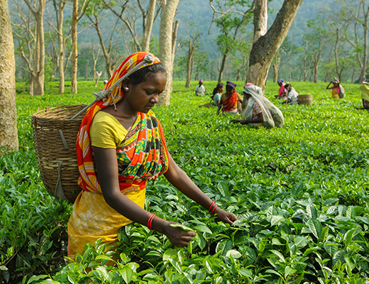 tea farming in India