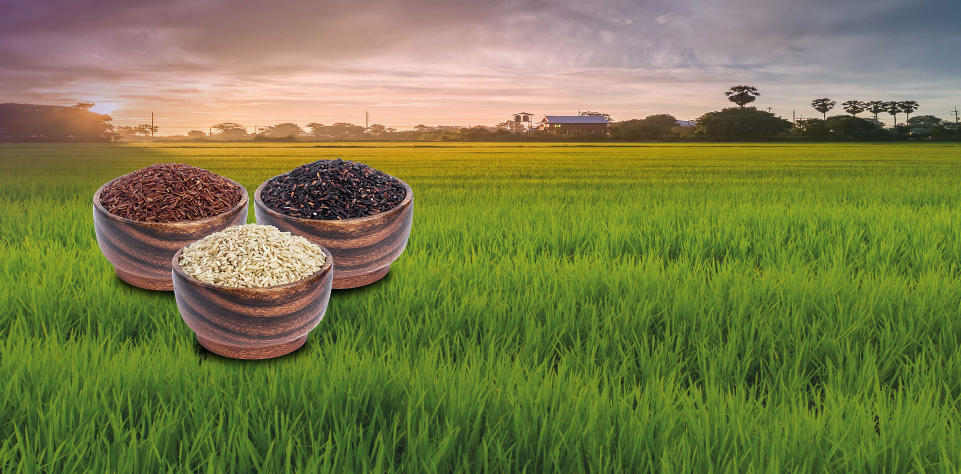 indian rice content banner