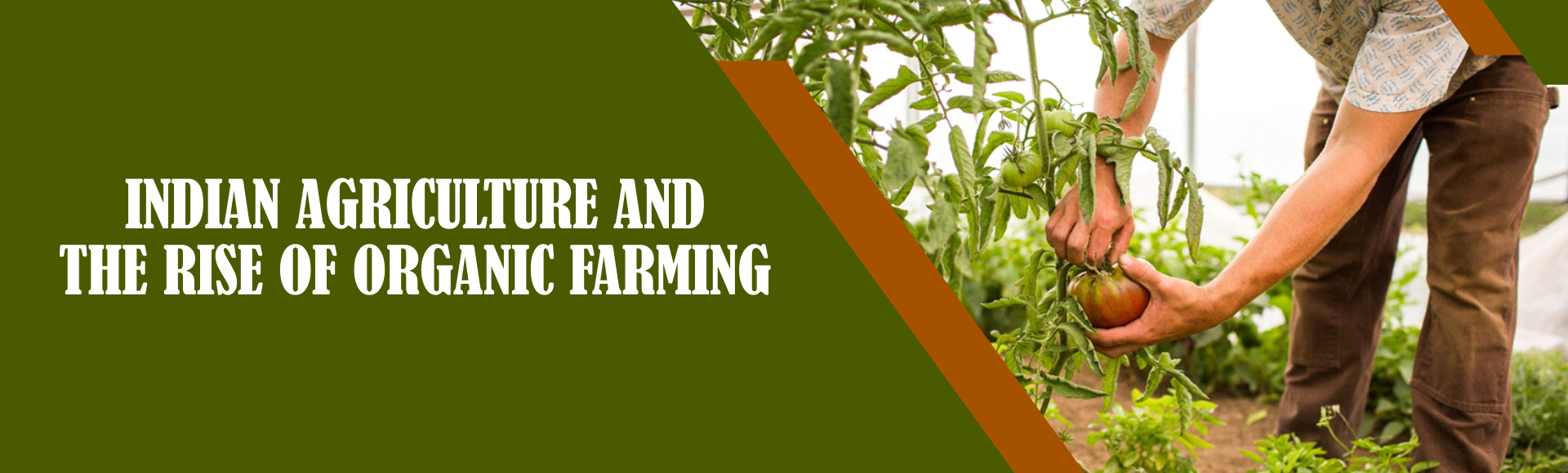 Indian Agriculture and the Rise of Organic Farming