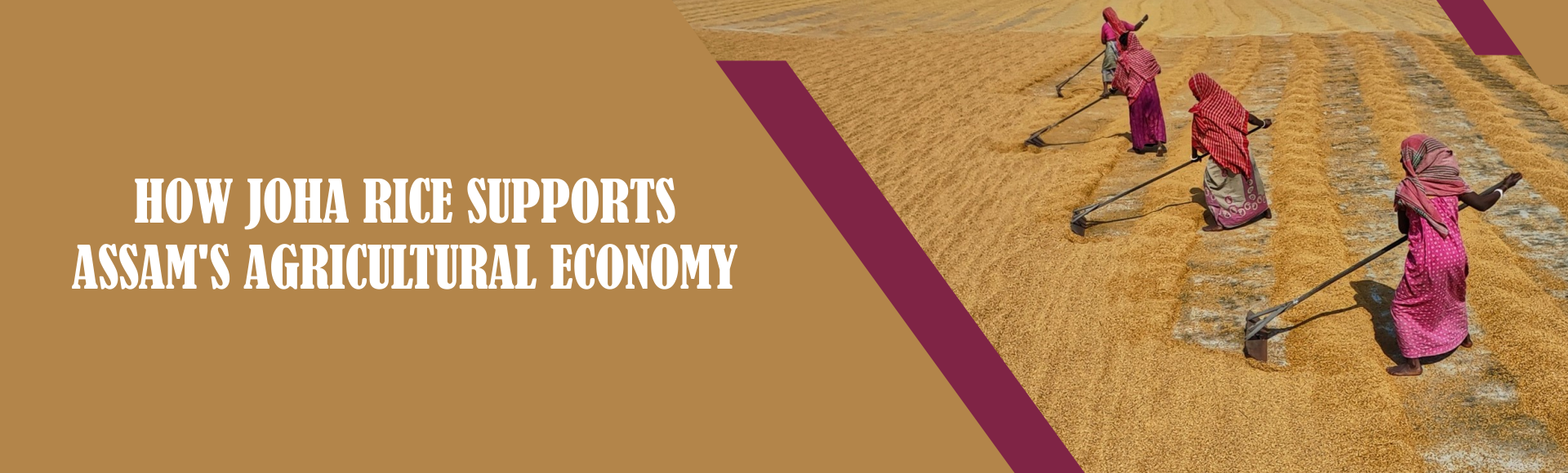 How Joha Rice Supports Assam's Agricultural Economy