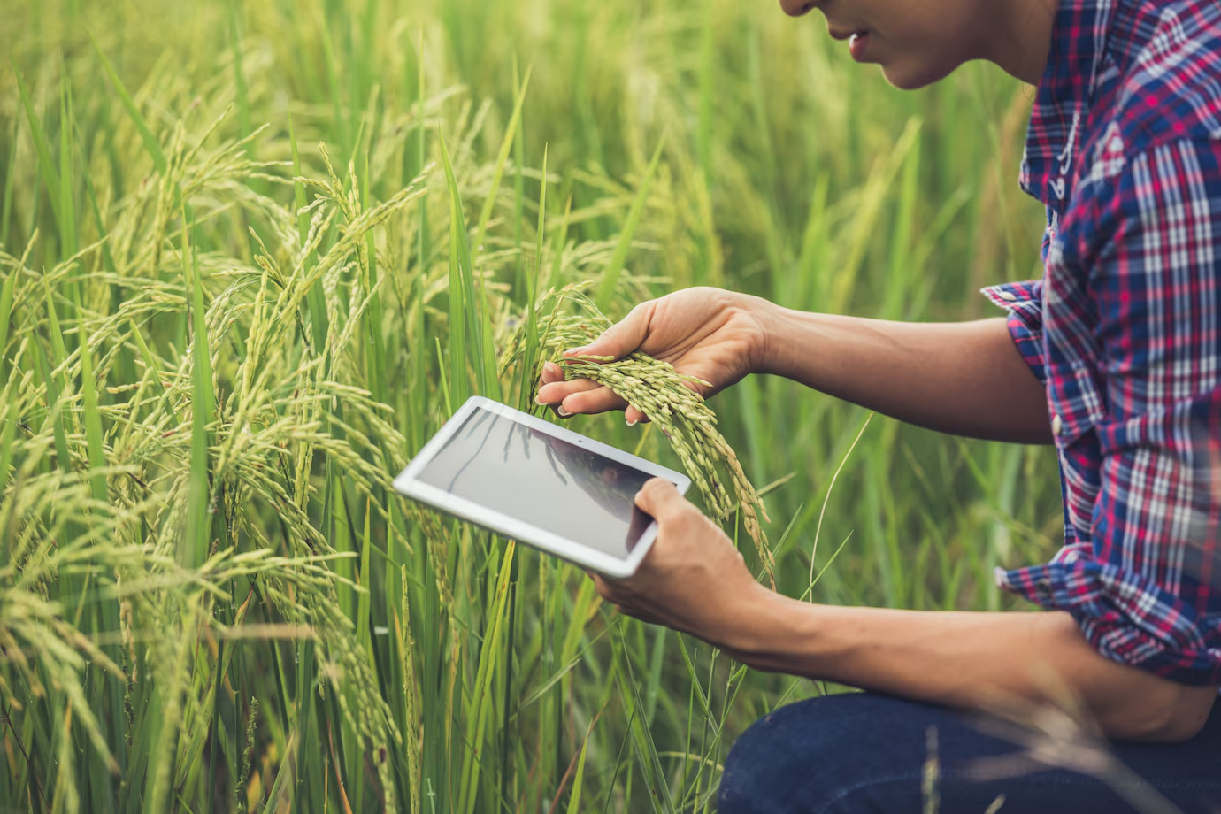 India’s Journey Towards Sustainable, Low-Carbon Farming