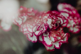 carnations