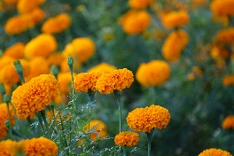 marigolds
